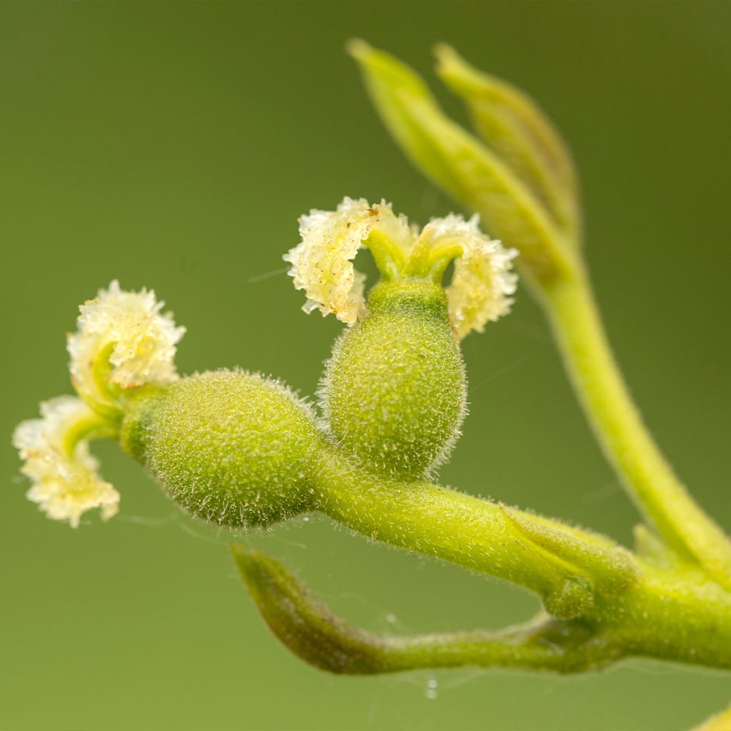 Common Walnut Weinsberg 1 - Juglans regia