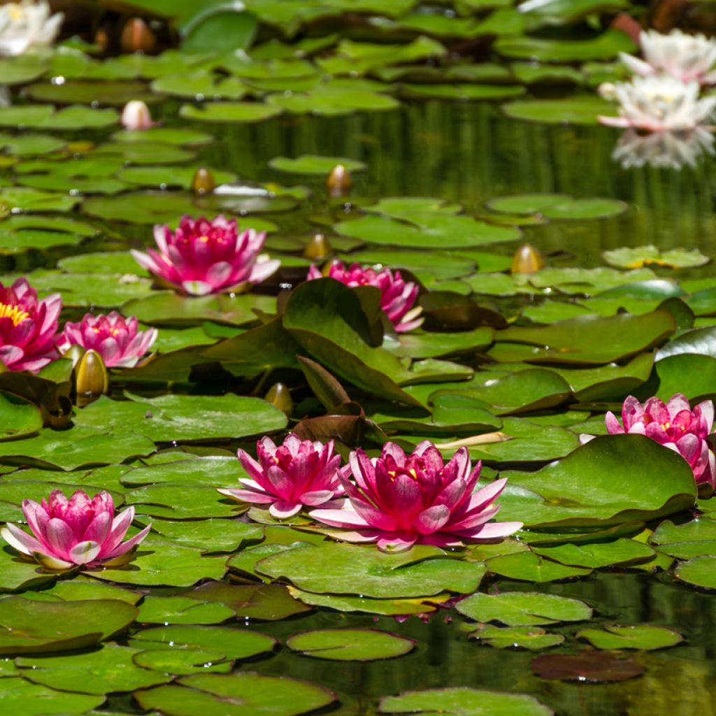 Nymphaea Attraction - Water Lily