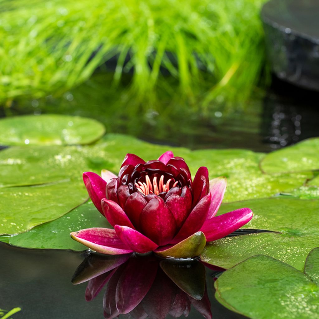 Nymphaea Black Princess - Water Lily