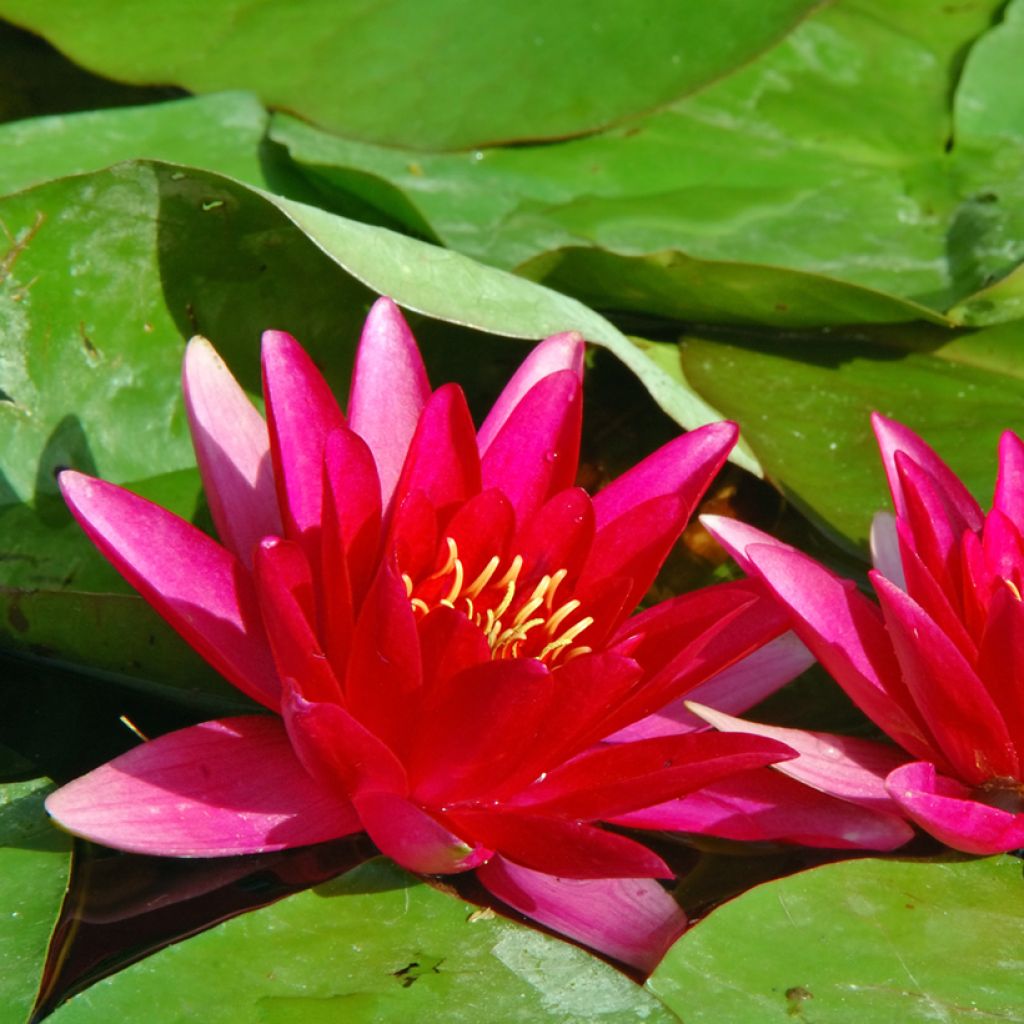 Nymphaea Escarboucle - Waterlily