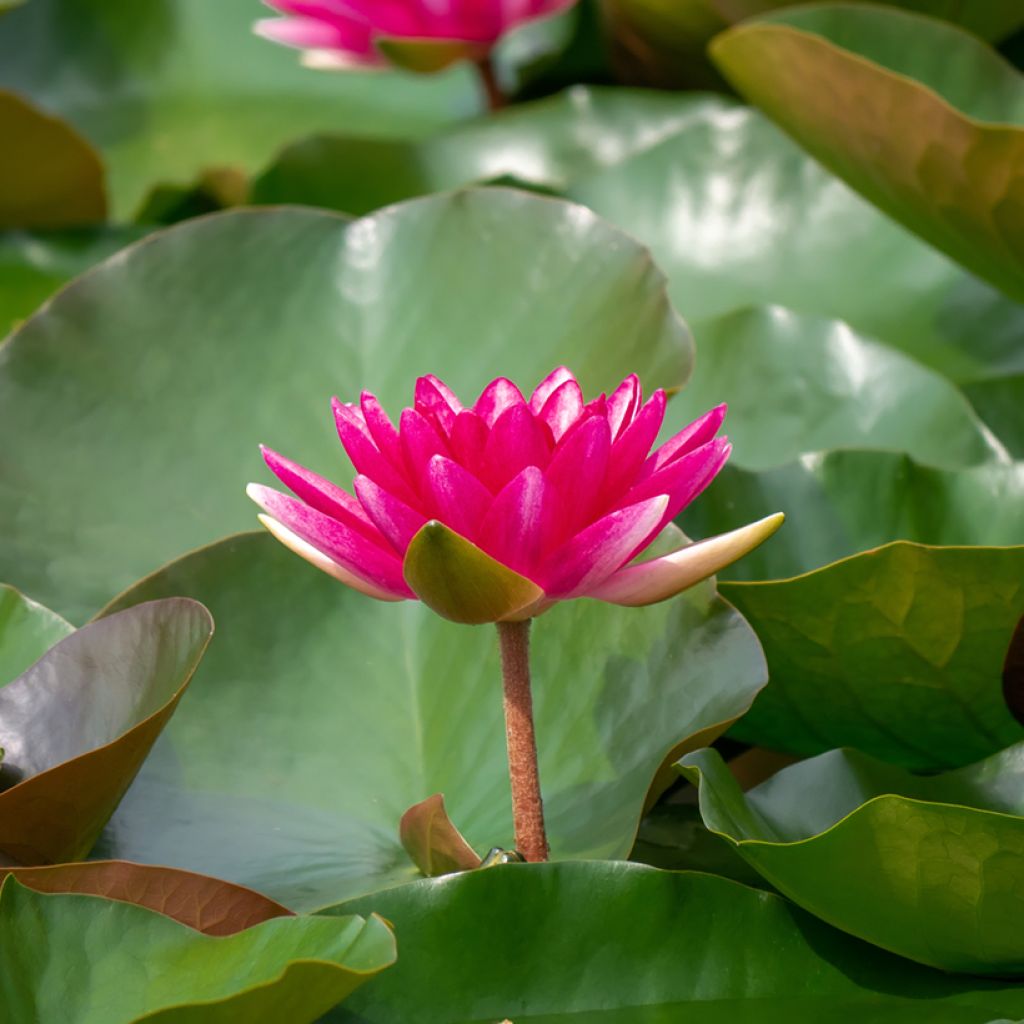 Nymphaea Escarboucle - Waterlily