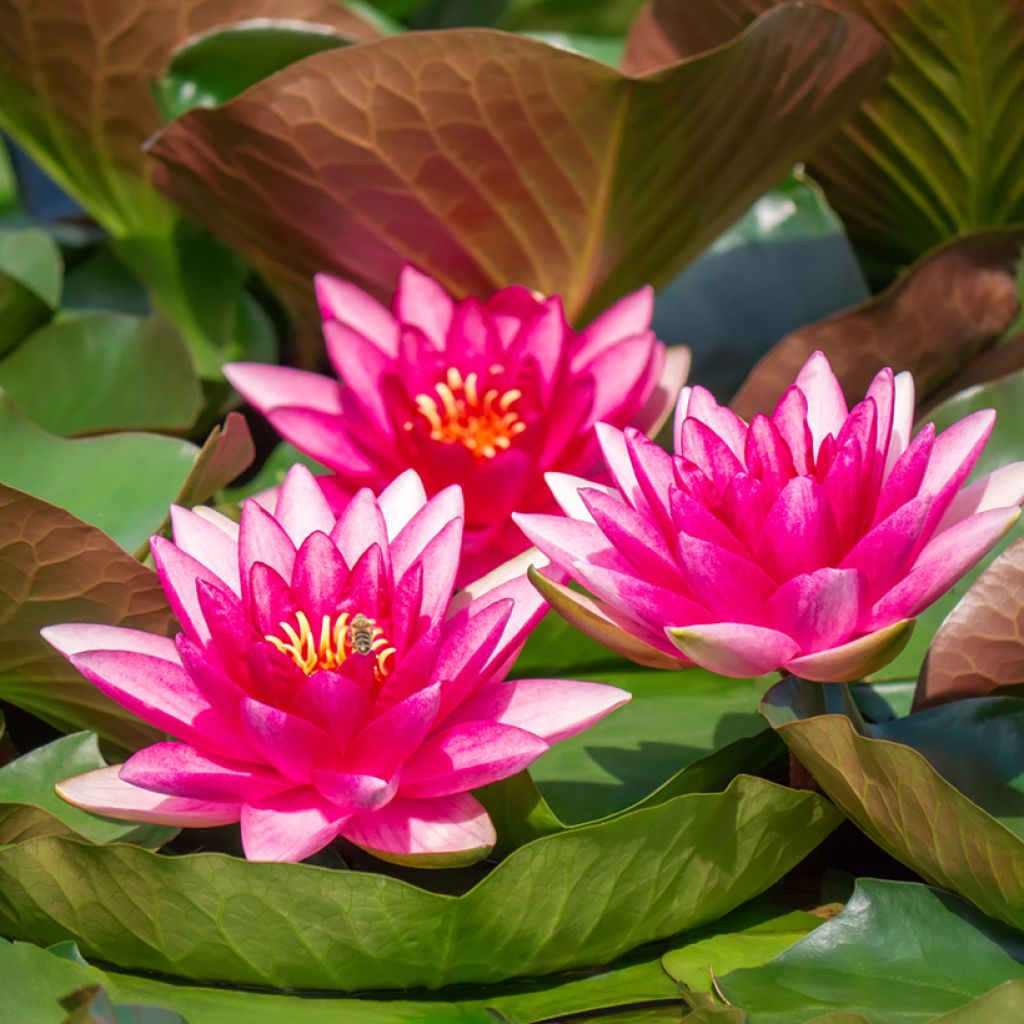 Nymphaea Escarboucle - Waterlily