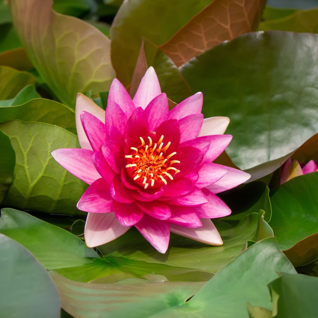 Nymphaea Escarboucle - Waterlily