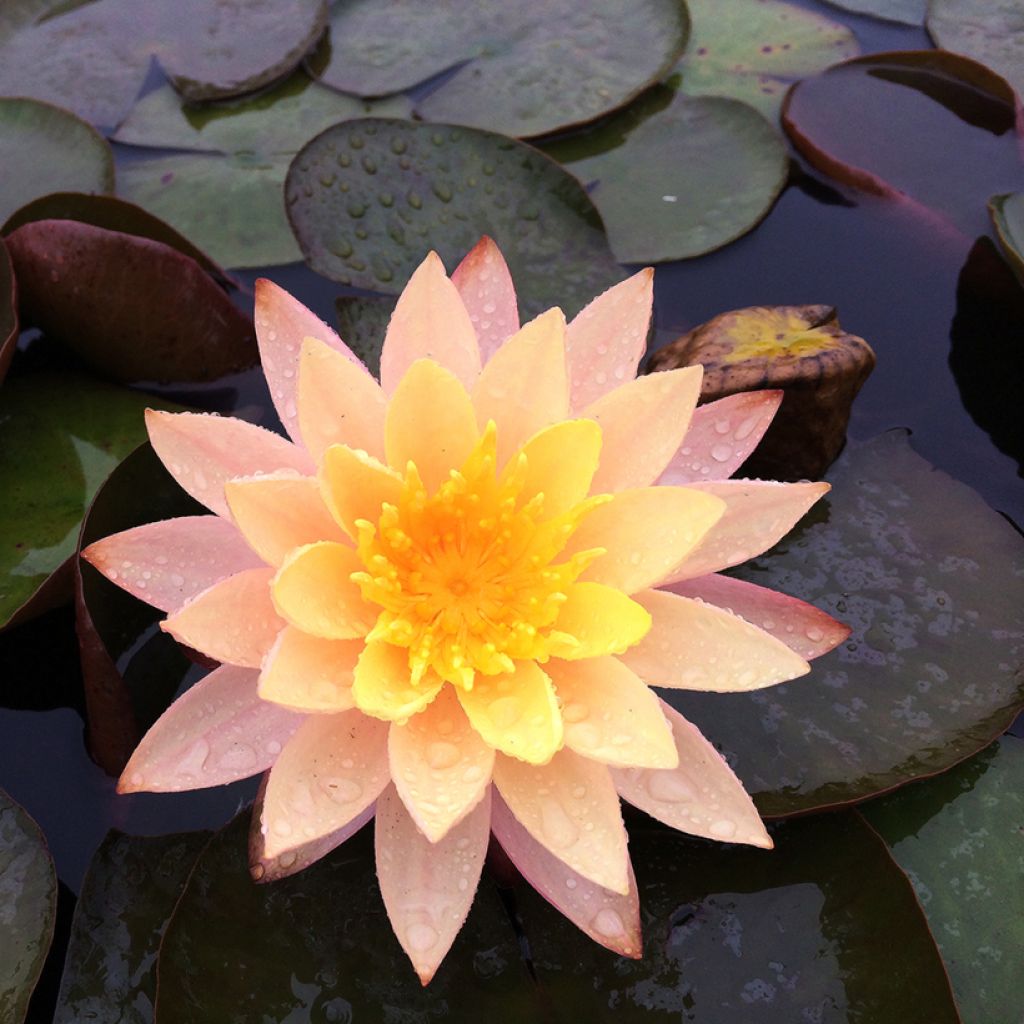 Nymphaea Karleen Harder - Waterlily