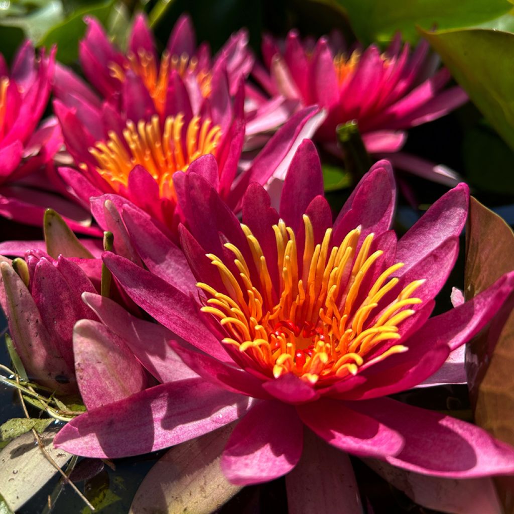 Nymphaea Newton - Waterlily