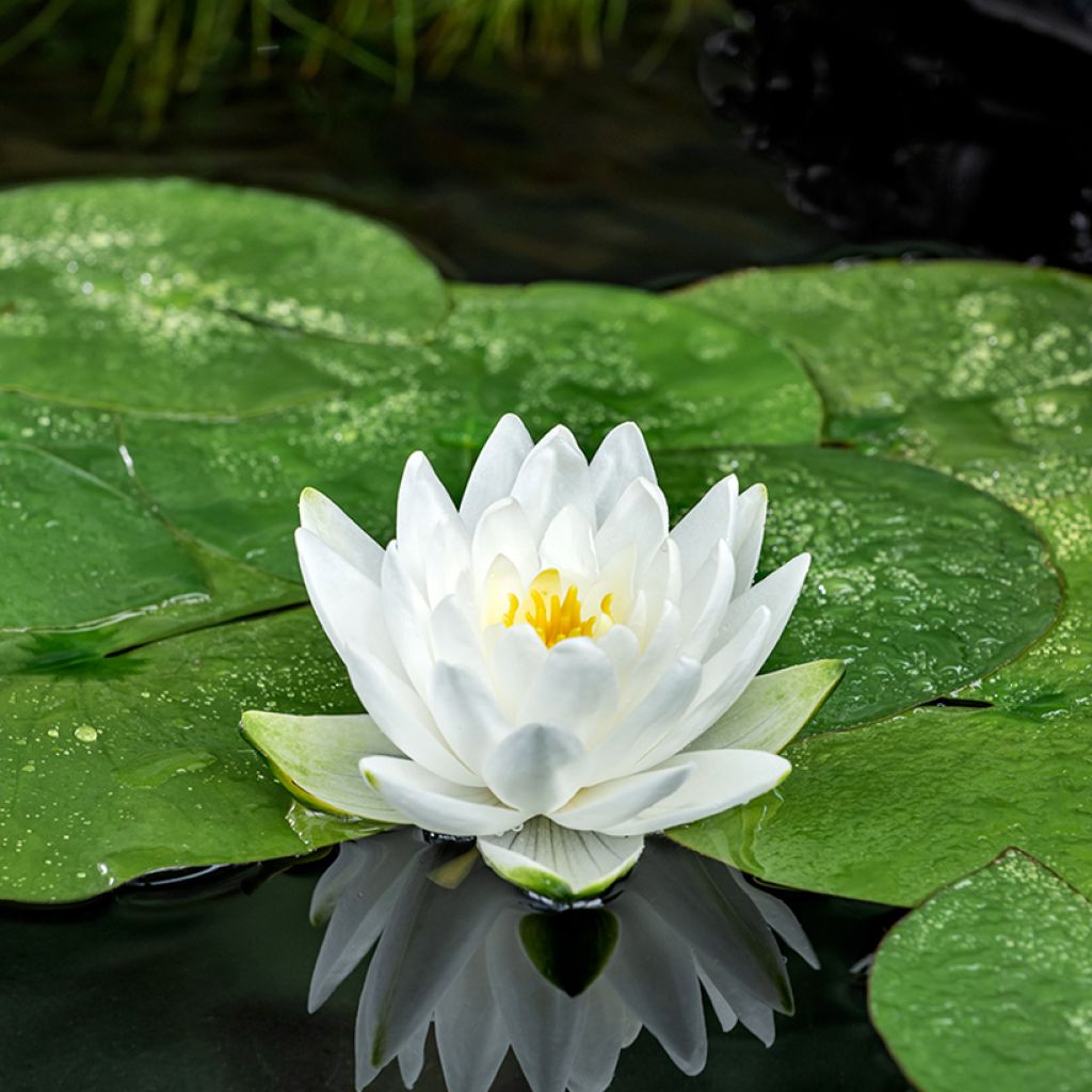 Nymphaea Perry's Double - Water Lily