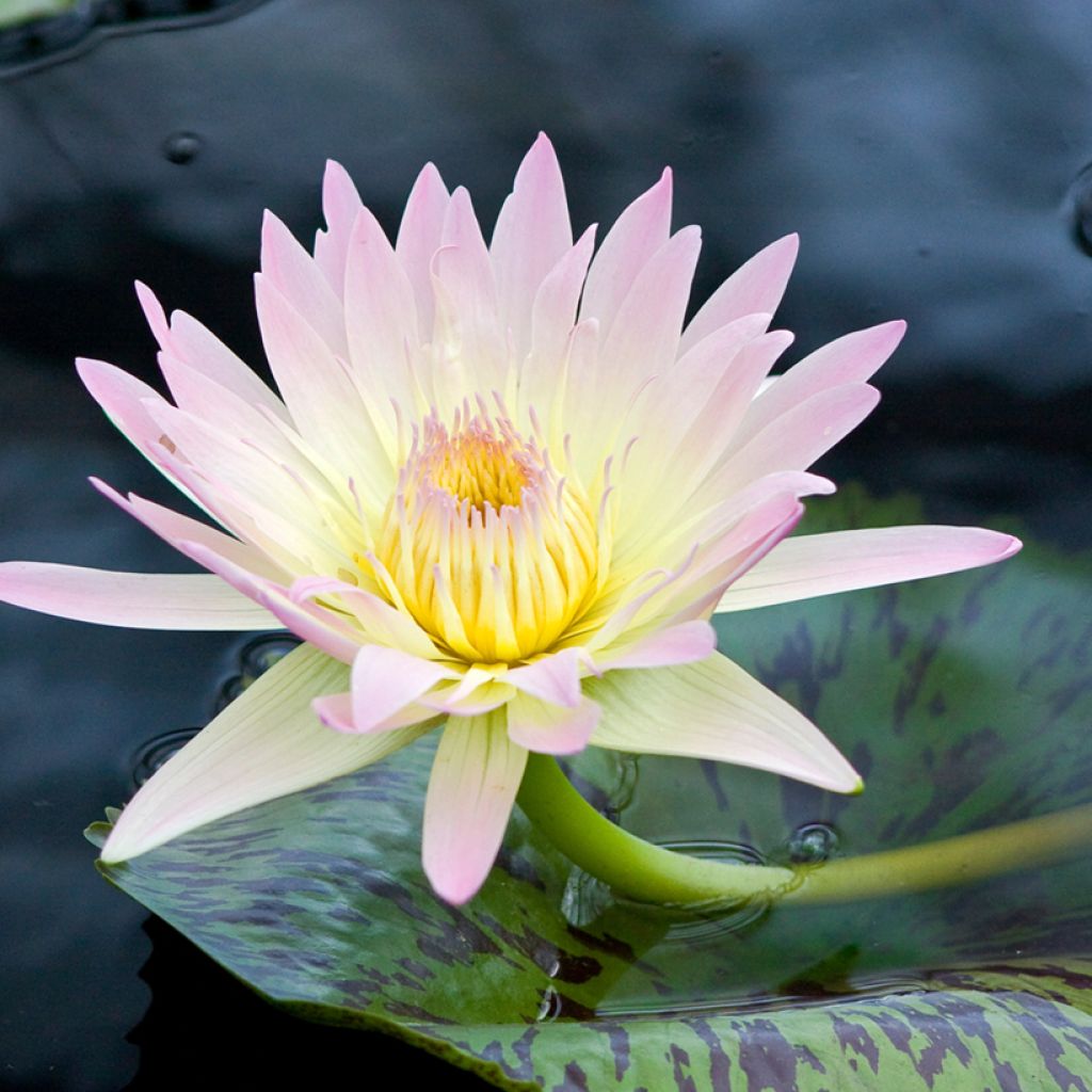 Nymphaea Starbright - Waterlily