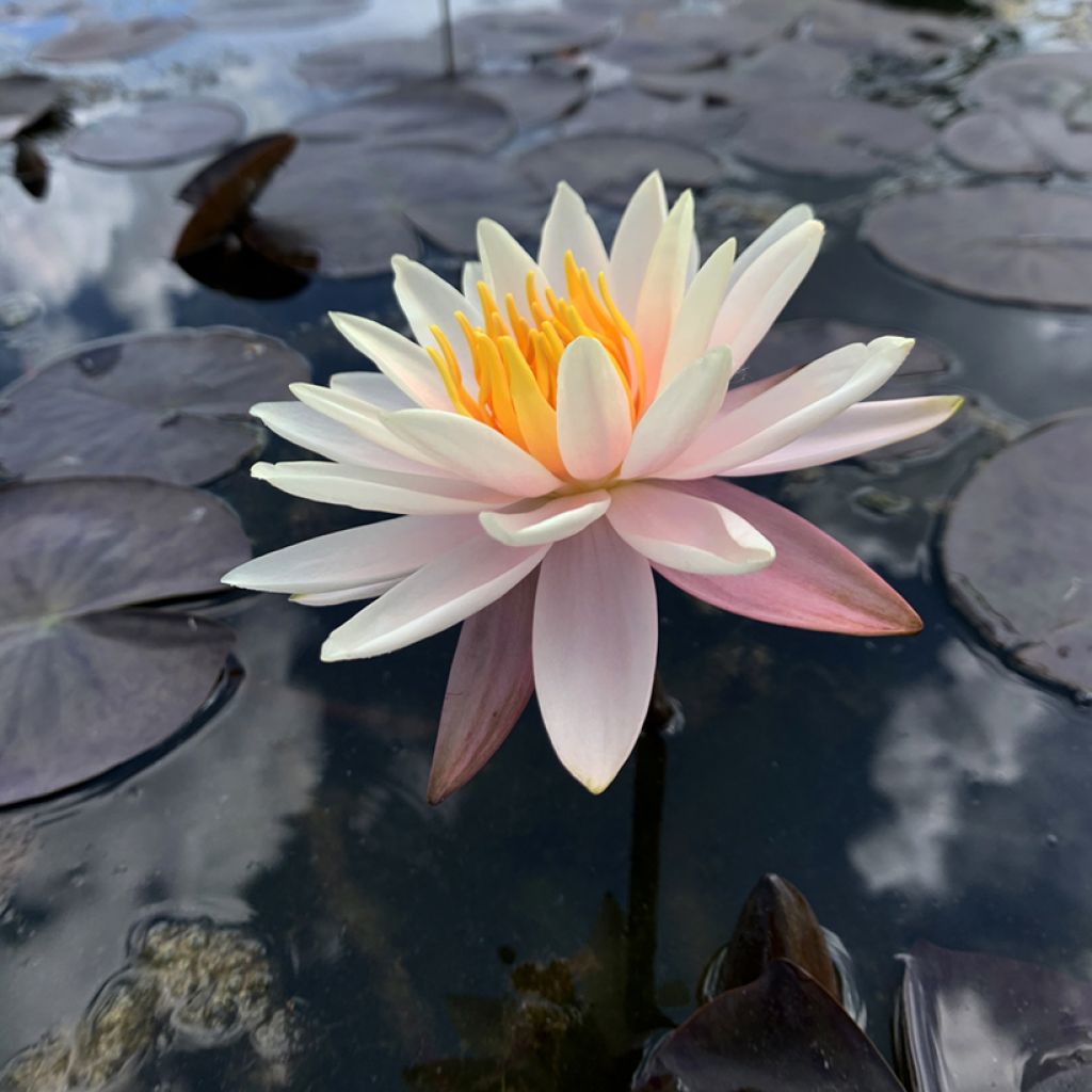 Nymphaea Starbright - Waterlily