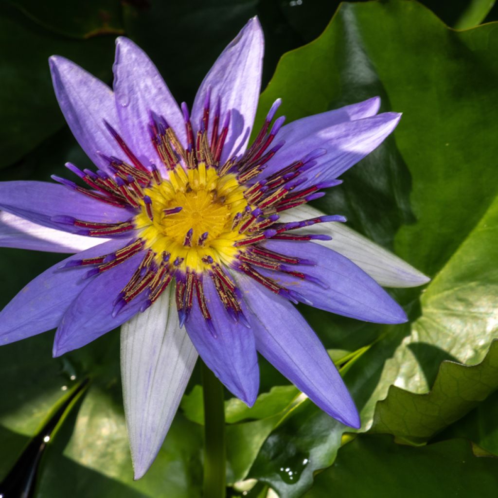 Nymphaea colorata - Cape blue waterlily