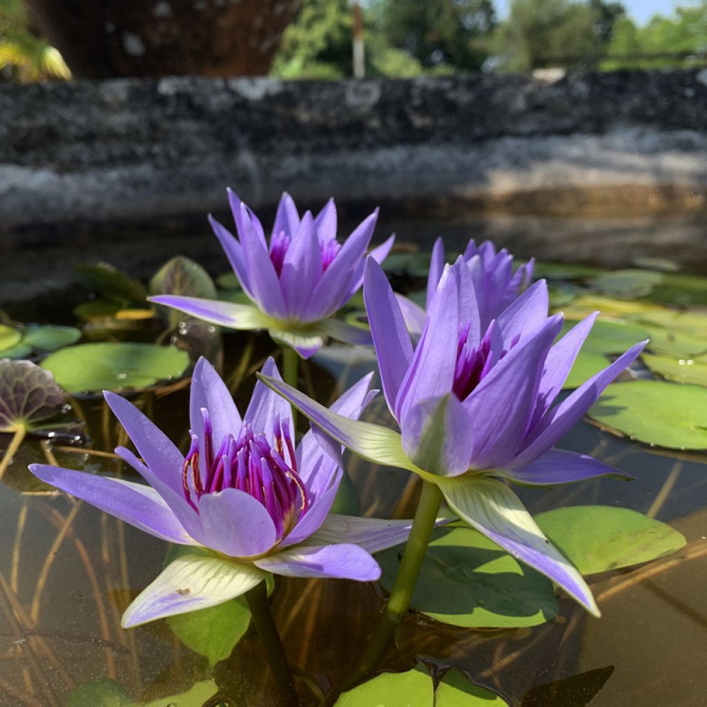 Nymphaea colorata - Cape blue waterlily