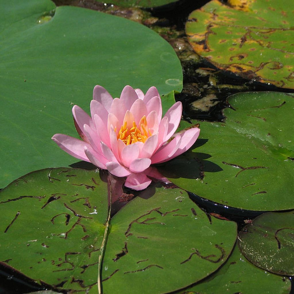 Nymphaea Fabiola - Water Lily