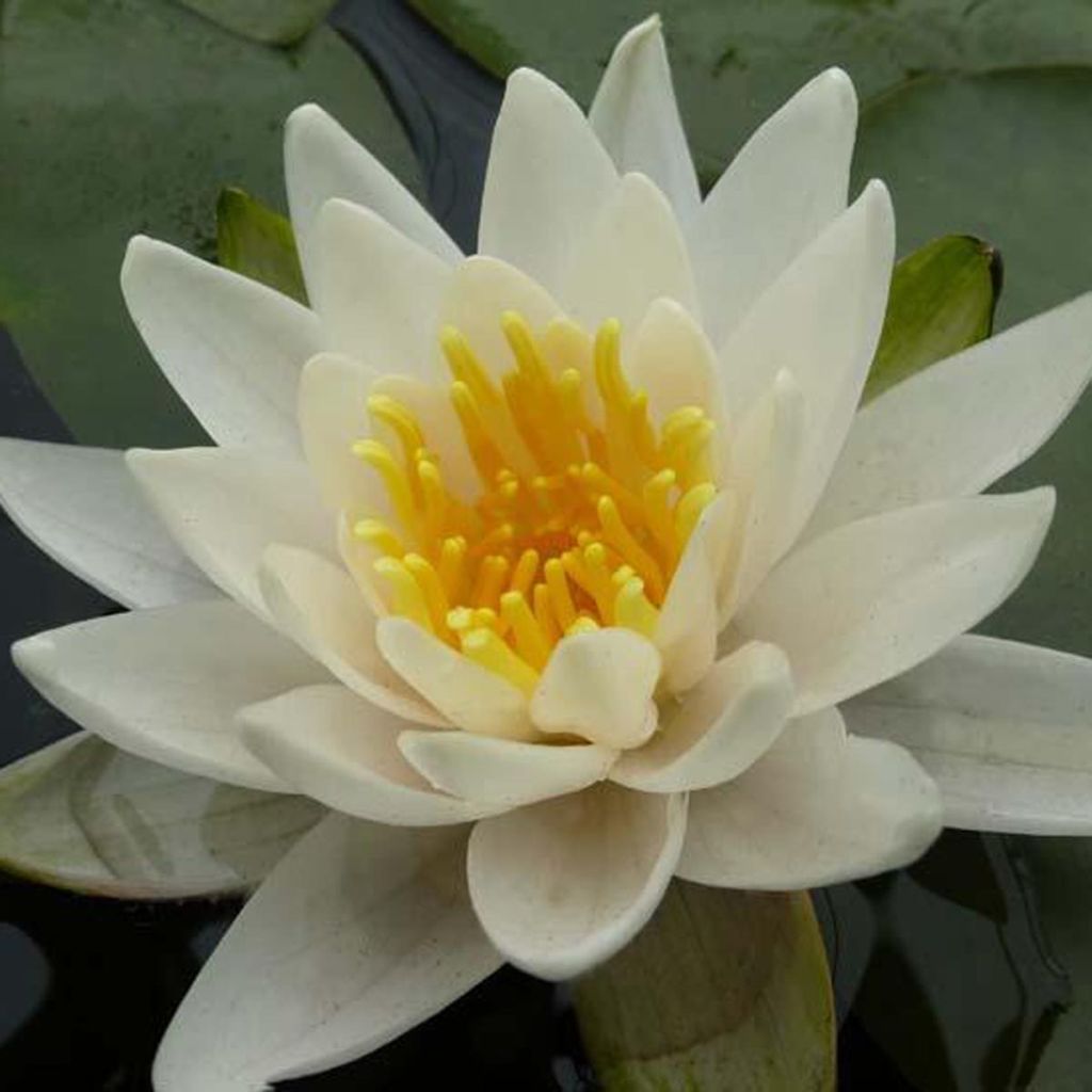 Nymphaea tetragona - Water Lily