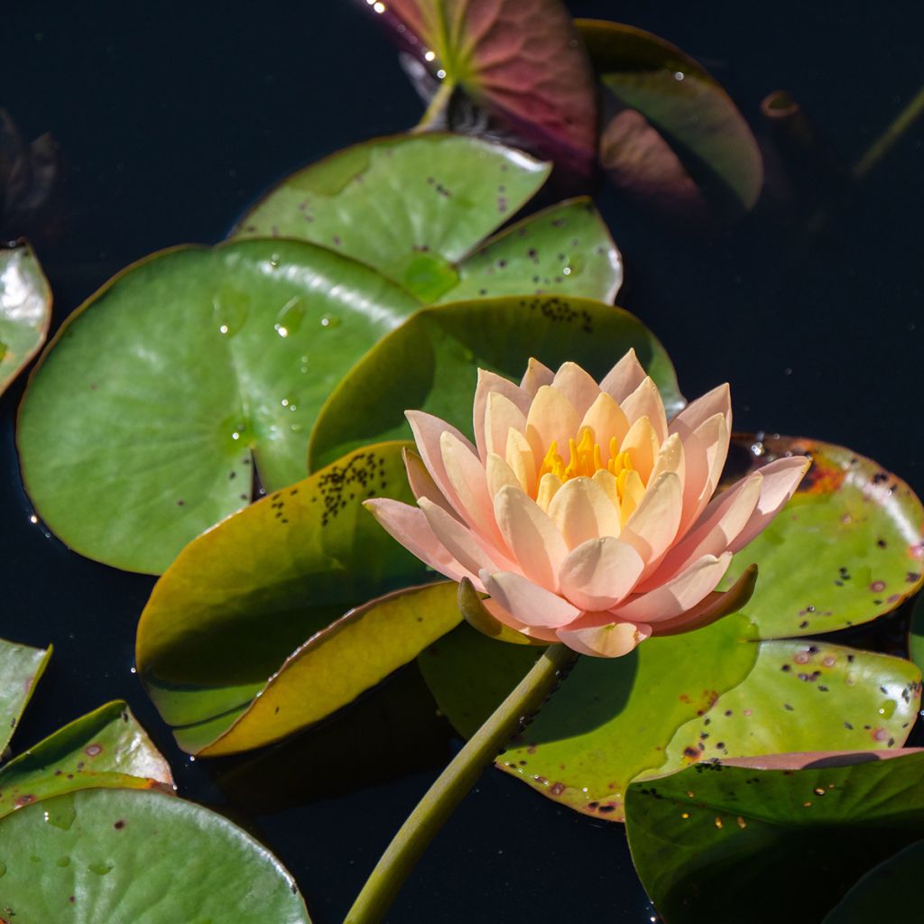 Nymphaea Clyde Ikins - Water Lily