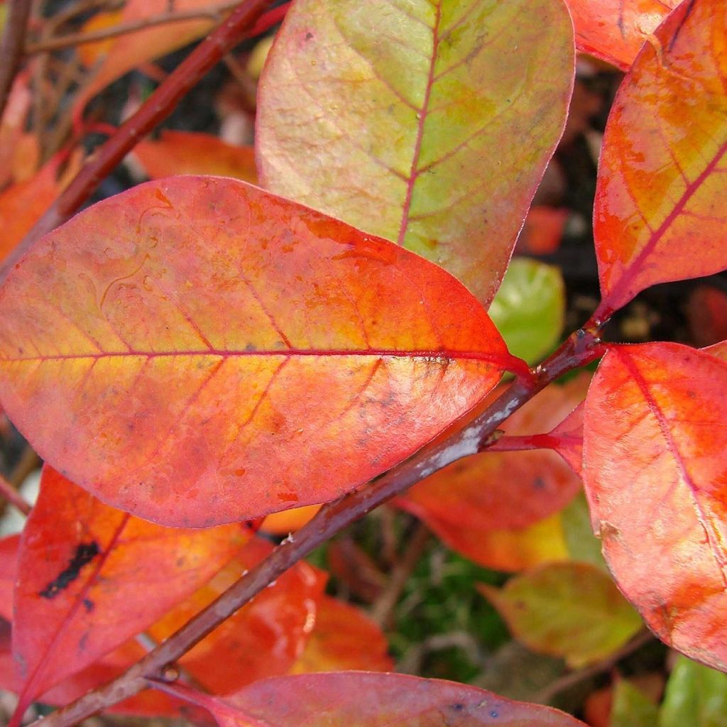 Nyssa sylvatica Autumn Cascades - Tupelo