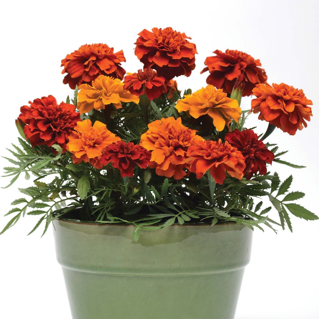 Tagetes  erecta Fireball