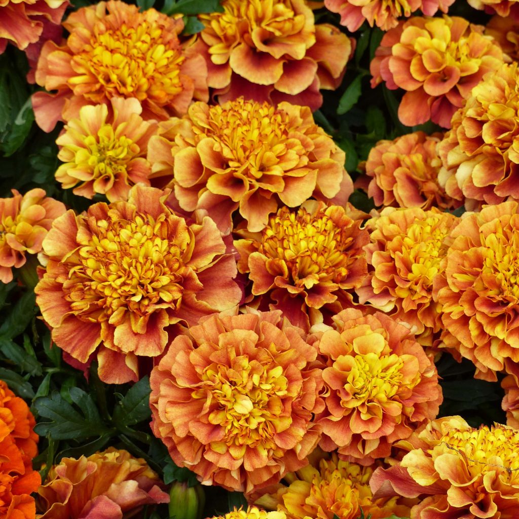 French Marigold Strawberry Blonde - Tagetes patula