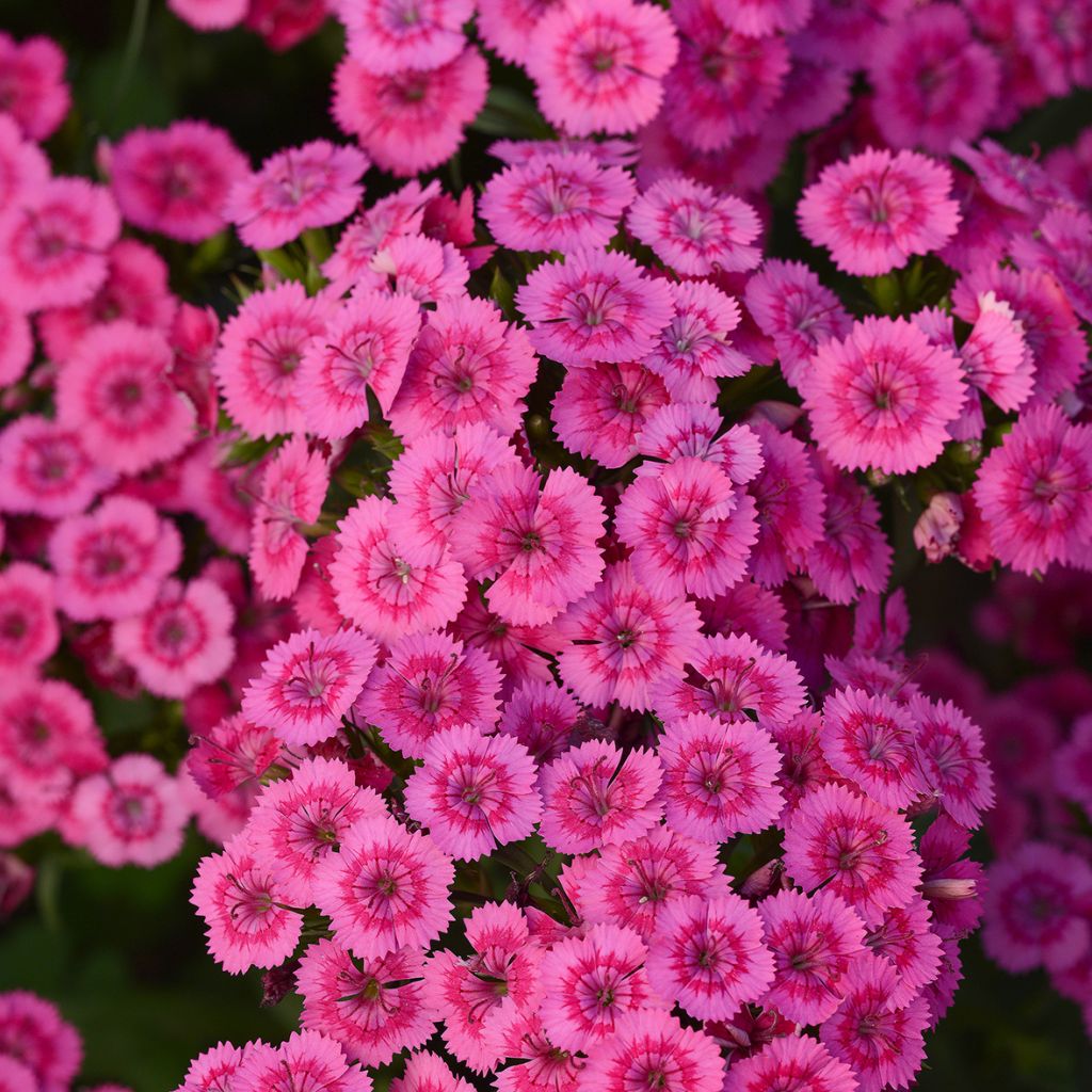 Dianthus Jolt Pink