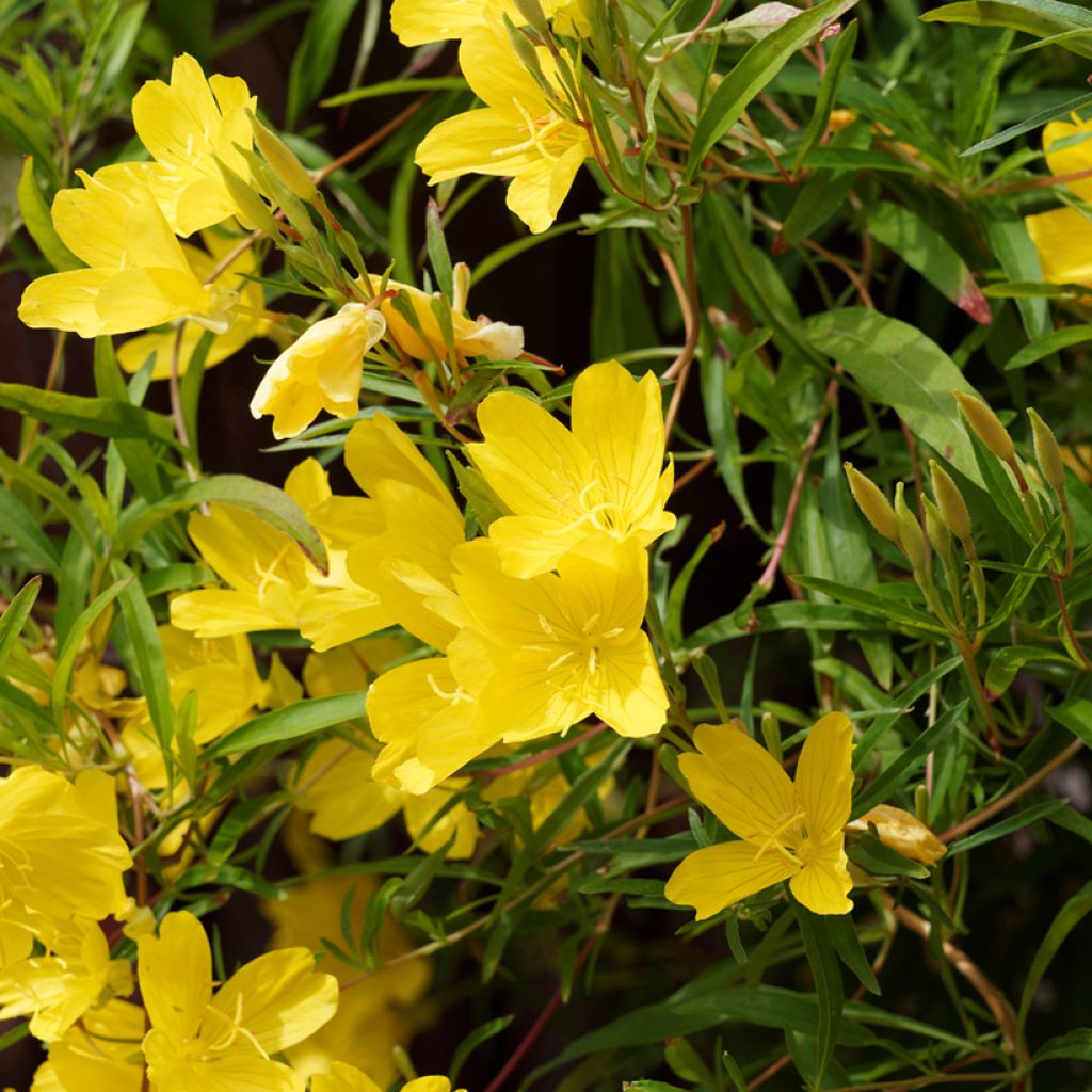 Oenothera fruticosa African Sun - Evening Primrose