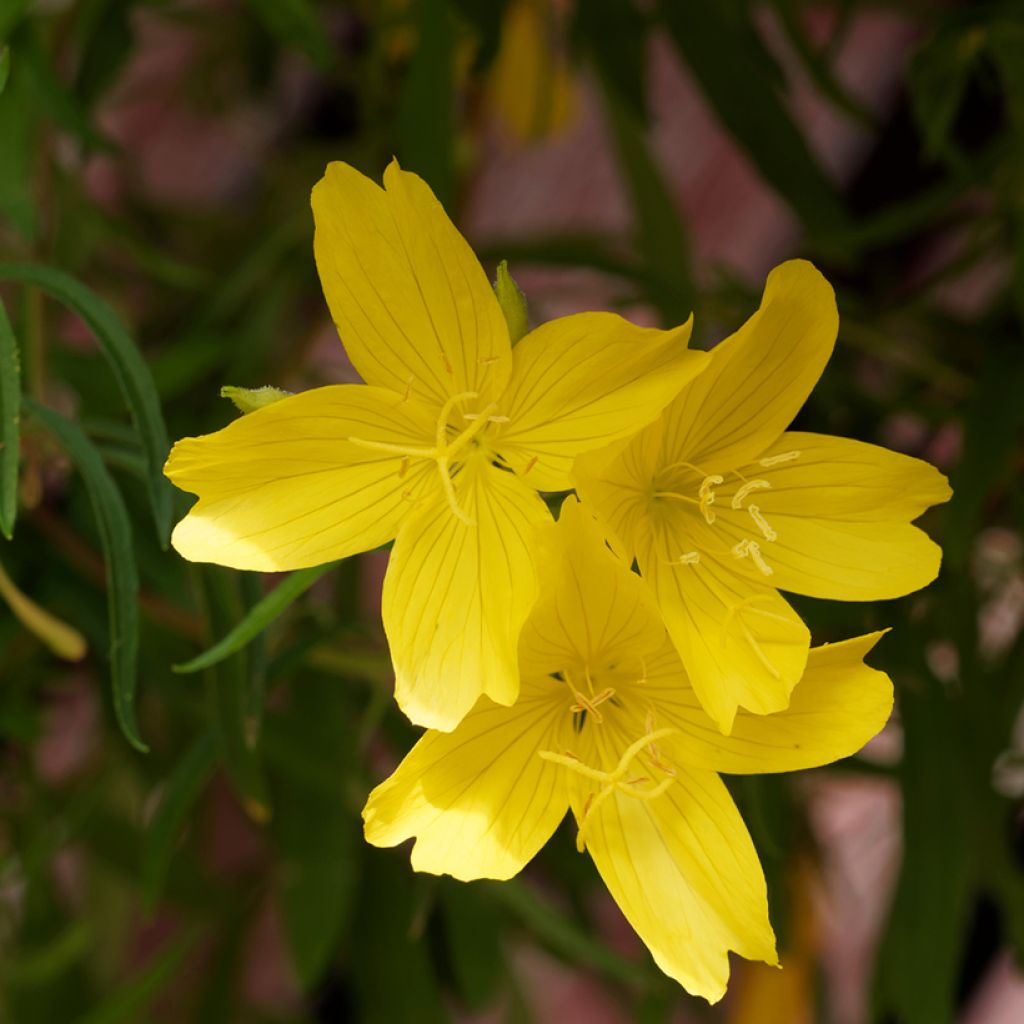 Oenothera fruticosa African Sun - Evening Primrose