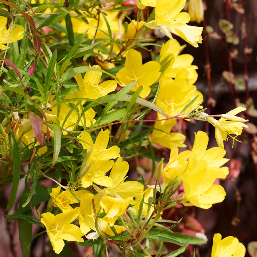 Oenothera fruticosa African Sun - Evening Primrose