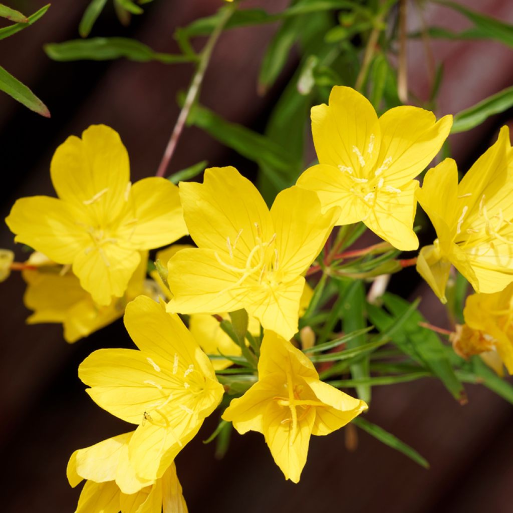 Oenothera fruticosa African Sun - Evening Primrose