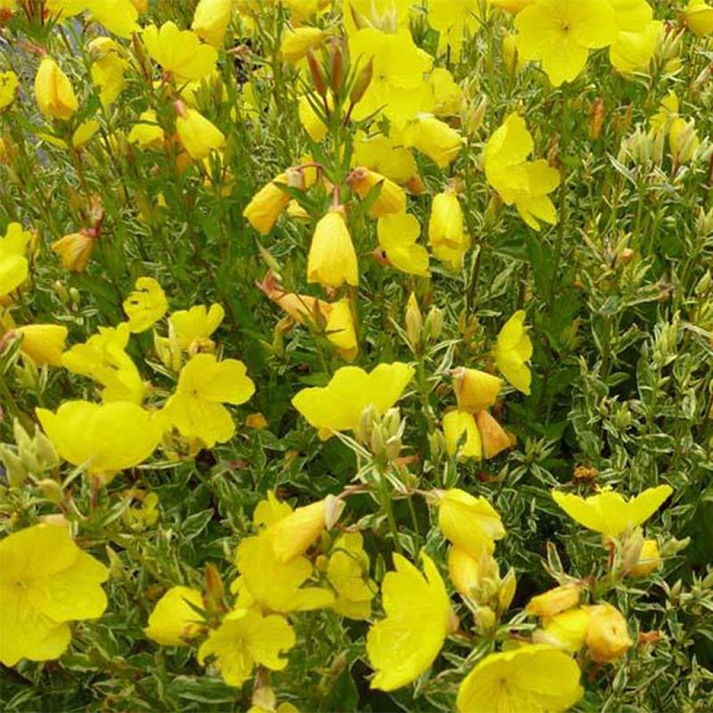 Oenothera fruticosa Silberblatt - Evening Primrose