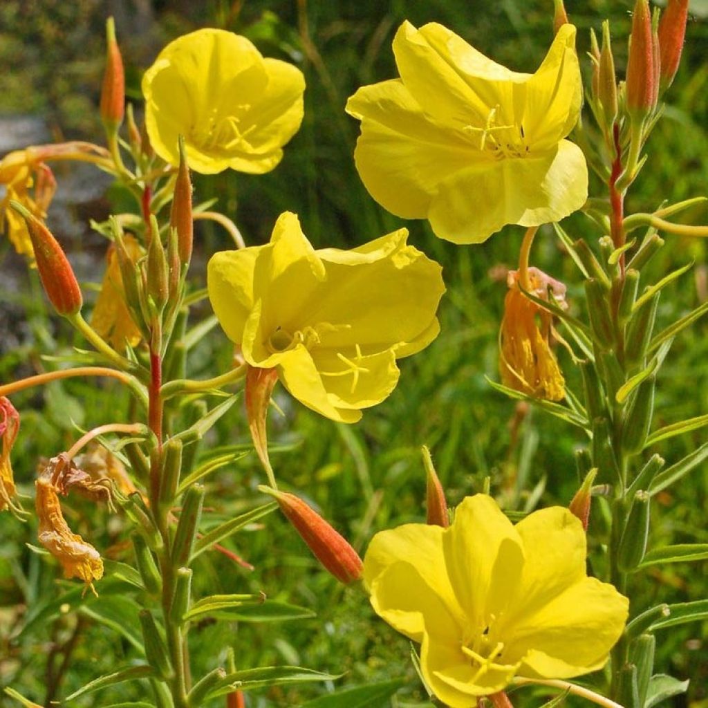 Oenothera glazioviana - Evening Primrose