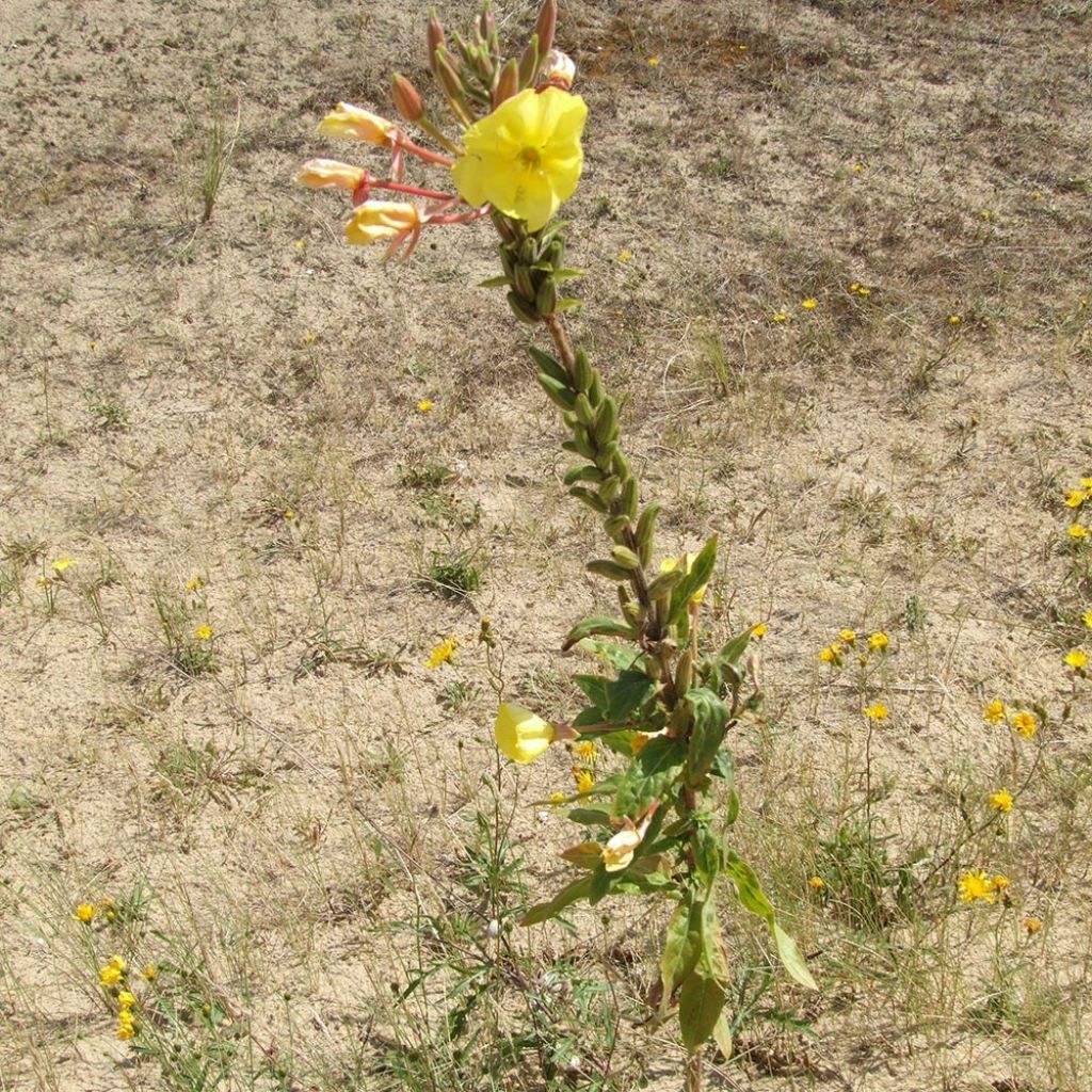 Oenothera glazioviana - Evening Primrose