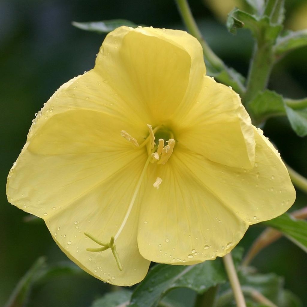Oenothera glazioviana - Evening Primrose