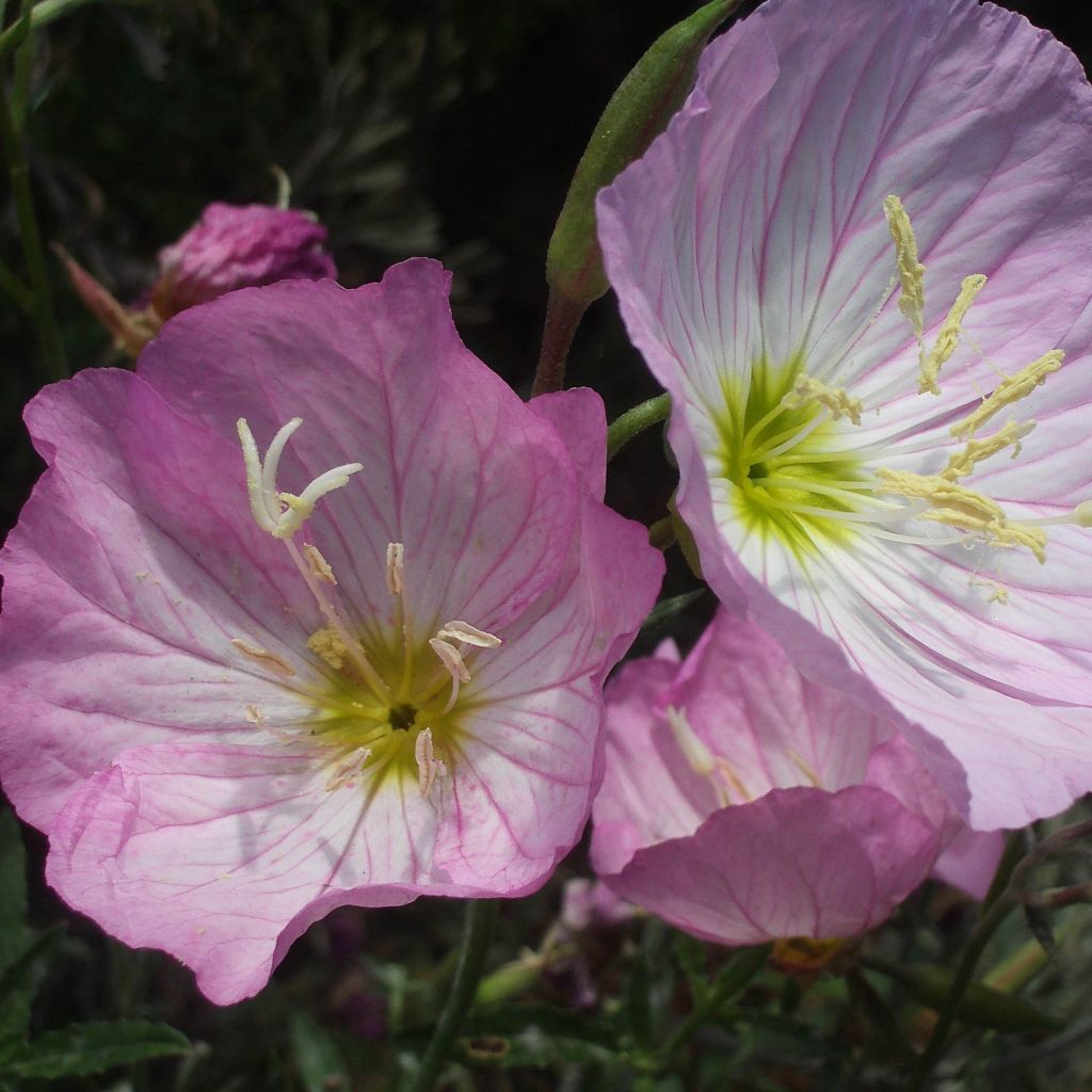 Oenothera speciosa - Evening Primrose