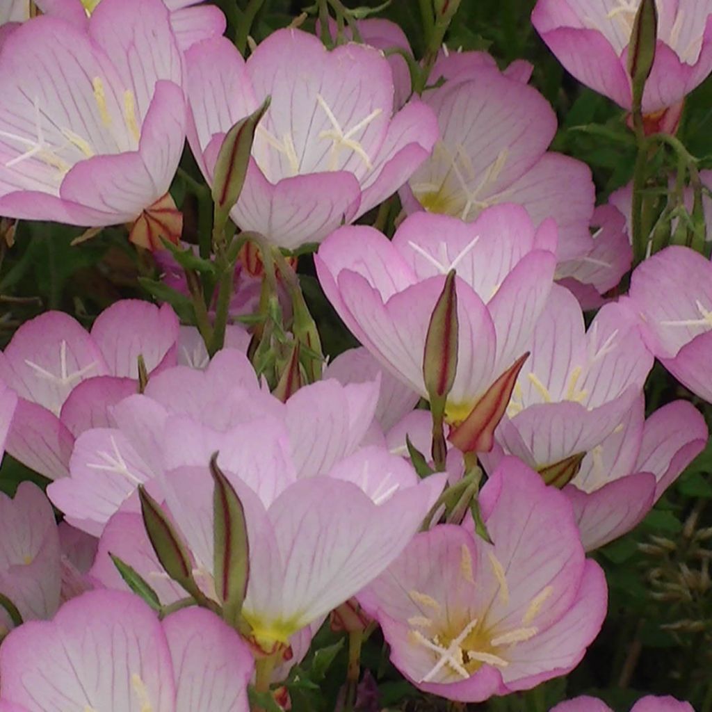 Oenothera speciosa - Evening Primrose