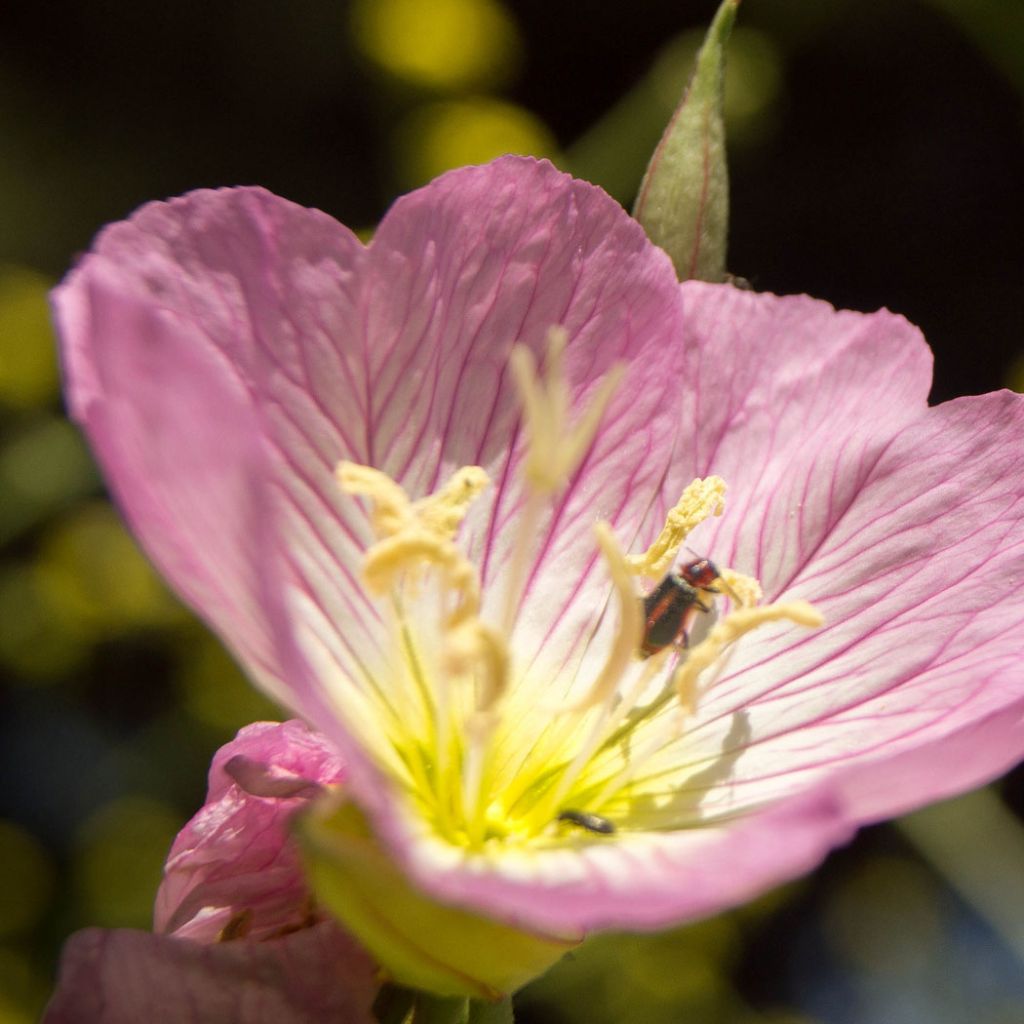 Oenothera speciosa - Evening Primrose