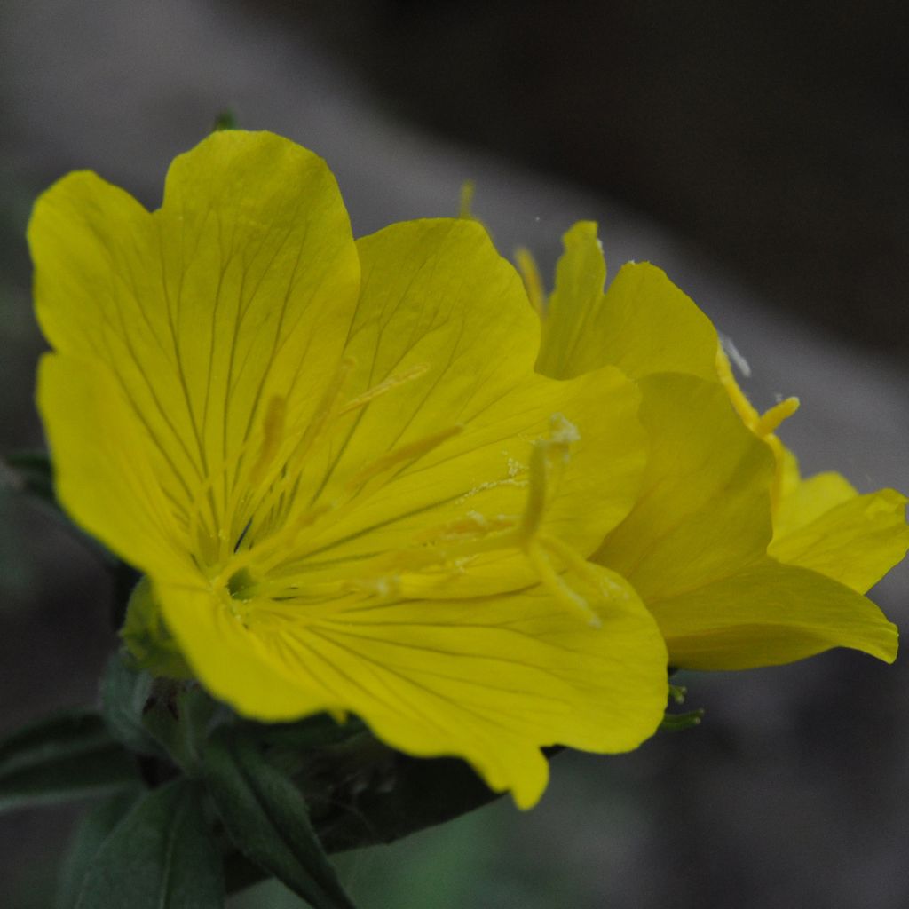 Oenothera tetragona - Evening Primrose