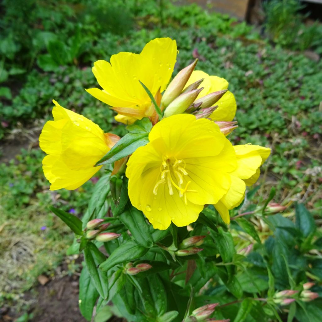 Oenothera tetragona - Evening Primrose