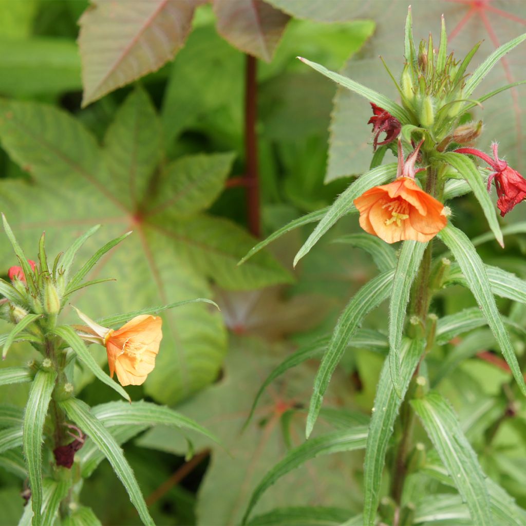 Oenothera versicolor Sunset Boulevard - Red Evening Primrose