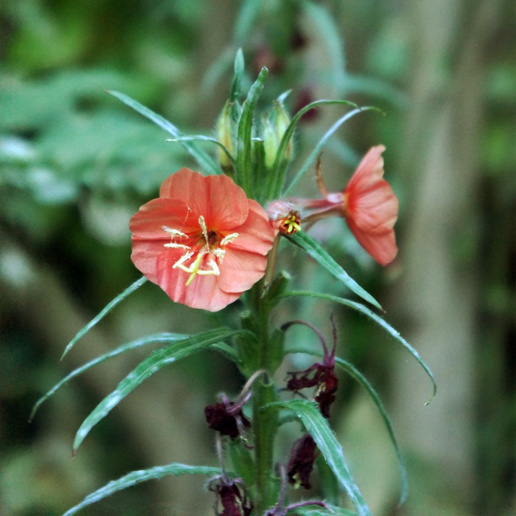 Oenothera versicolor Sunset Boulevard - Red Evening Primrose