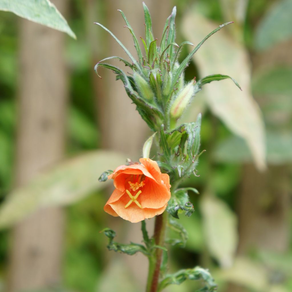Oenothera versicolor Sunset Boulevard - Red Evening Primrose