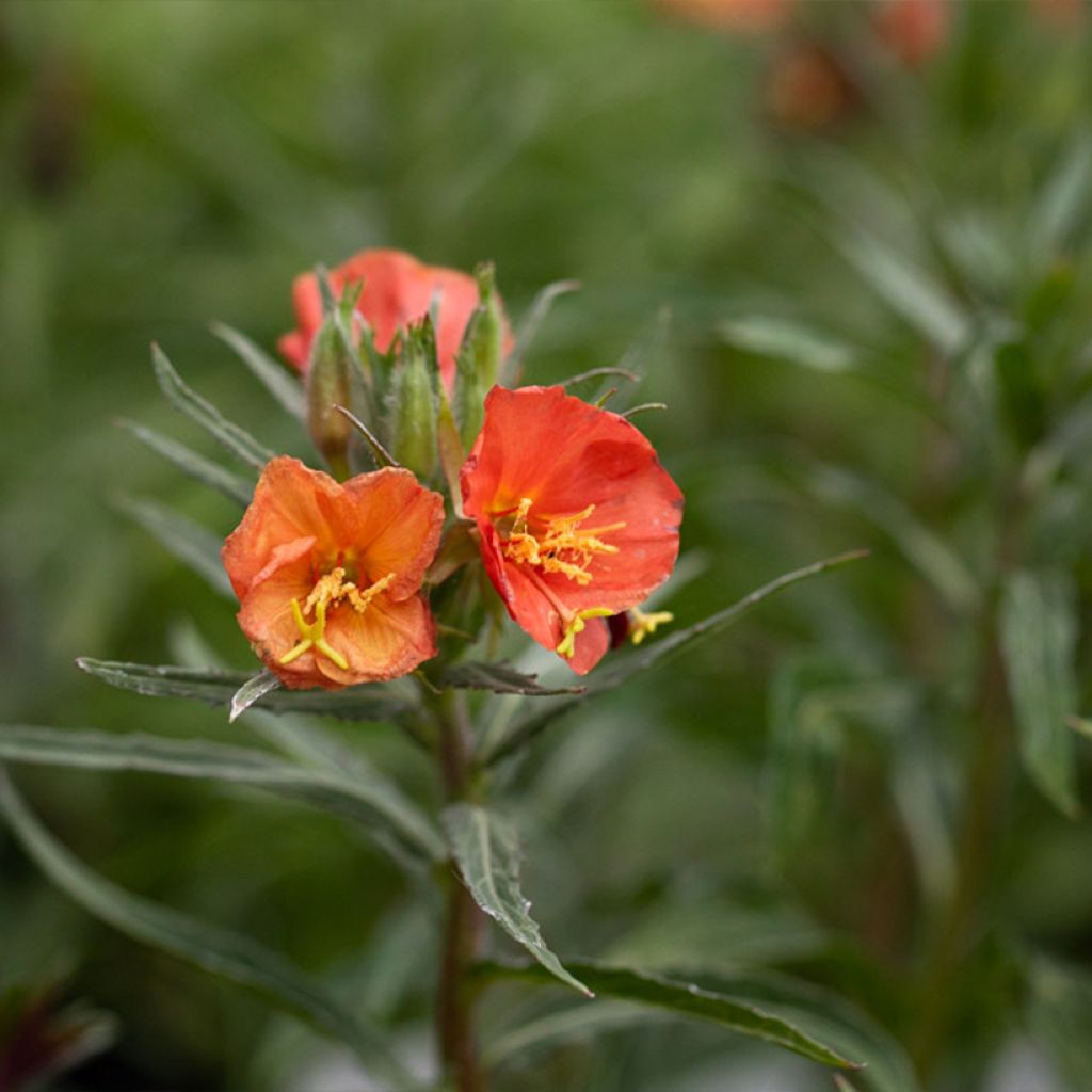 Oenothera versicolor Sunset Boulevard - Red Evening Primrose