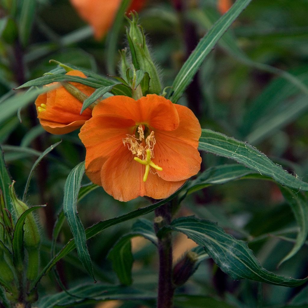Oenothera versicolor Sunset Boulevard - Red Evening Primrose