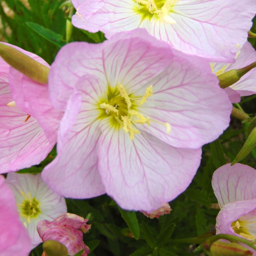 Oenothera speciosa Siskiyou - Evening Primrose