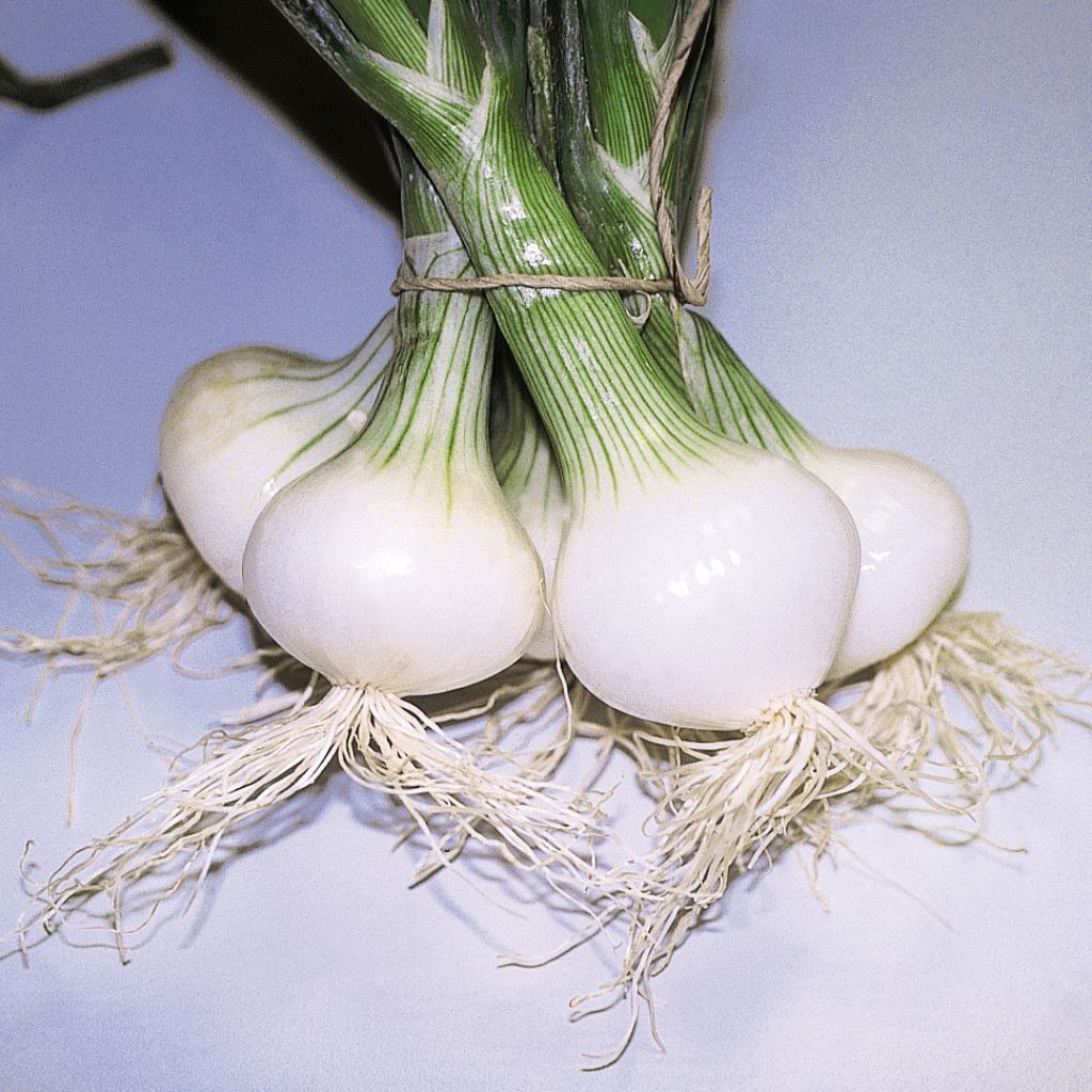 White Onion Malakoff