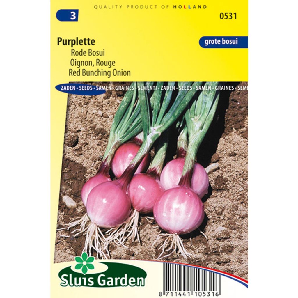 Purplette Onion - Allium cepa