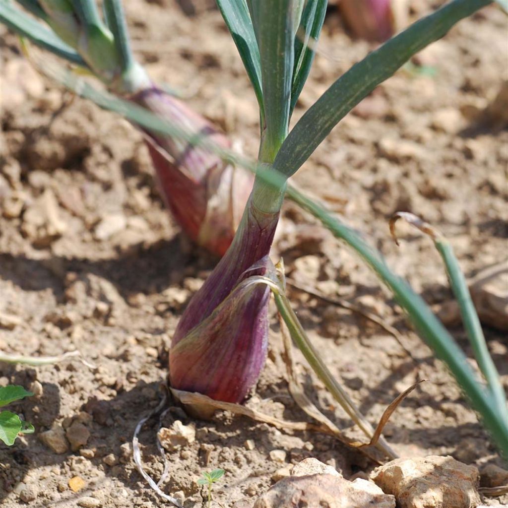 Onion Long Red Florence - Ferme de Sainte Marthe seeds