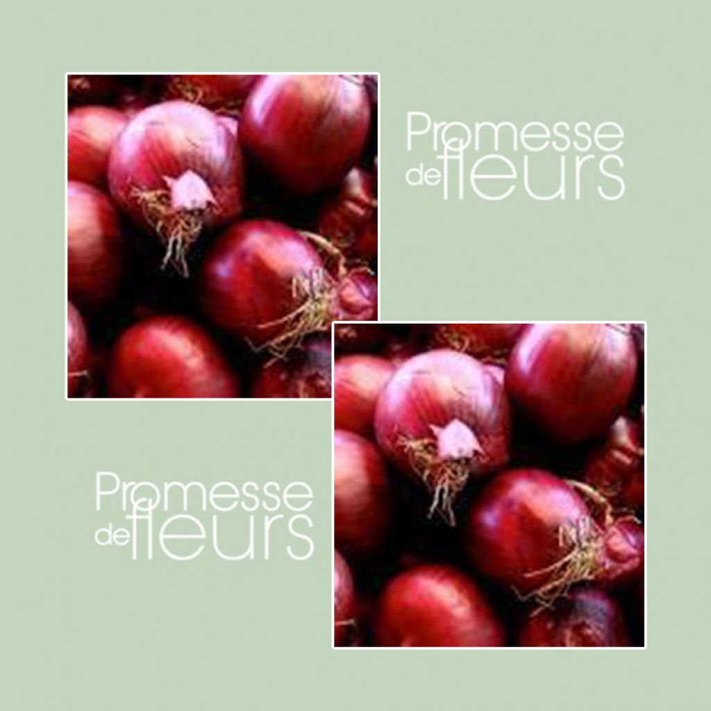Red Onion - Red Baron plants - Allium cepa
