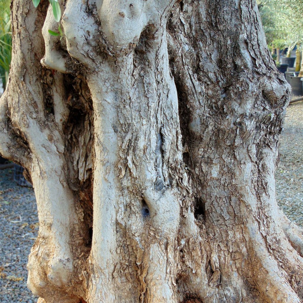 Olea europaea Stem - Olive