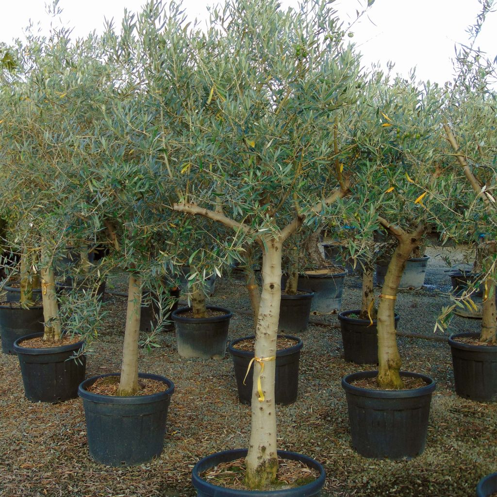 Olea europaea Stem - Olive