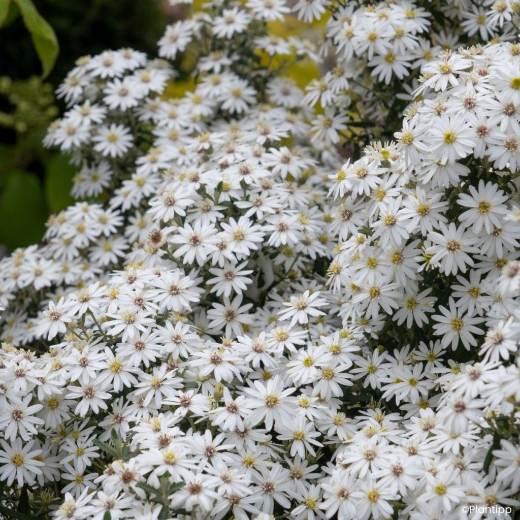 Olearia phlogopappa Spring Bling - Dusty daisy bush