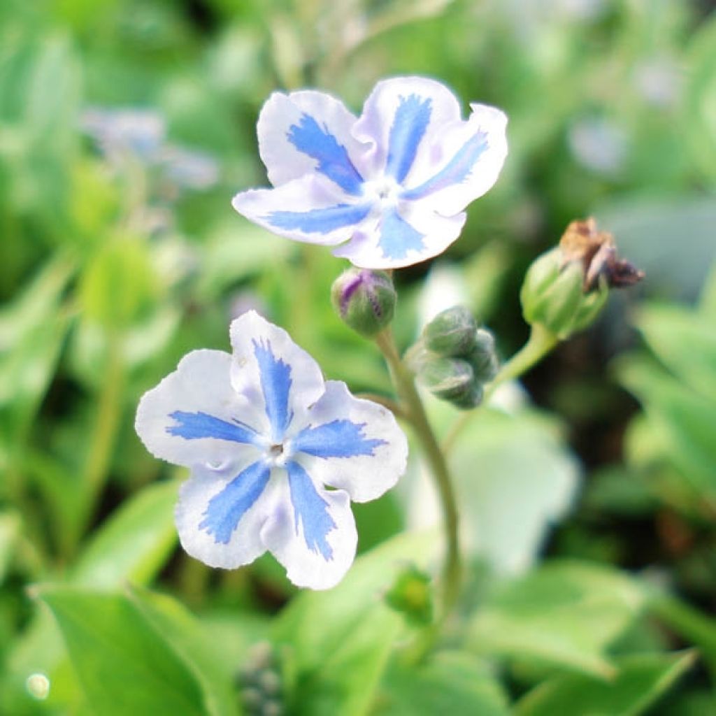 Omphalodes cappadocica Starry Eyes