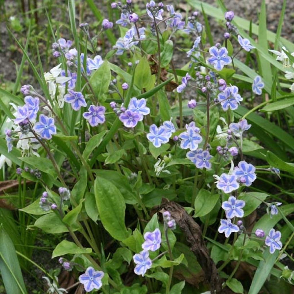 Omphalodes cappadocica Starry Eyes
