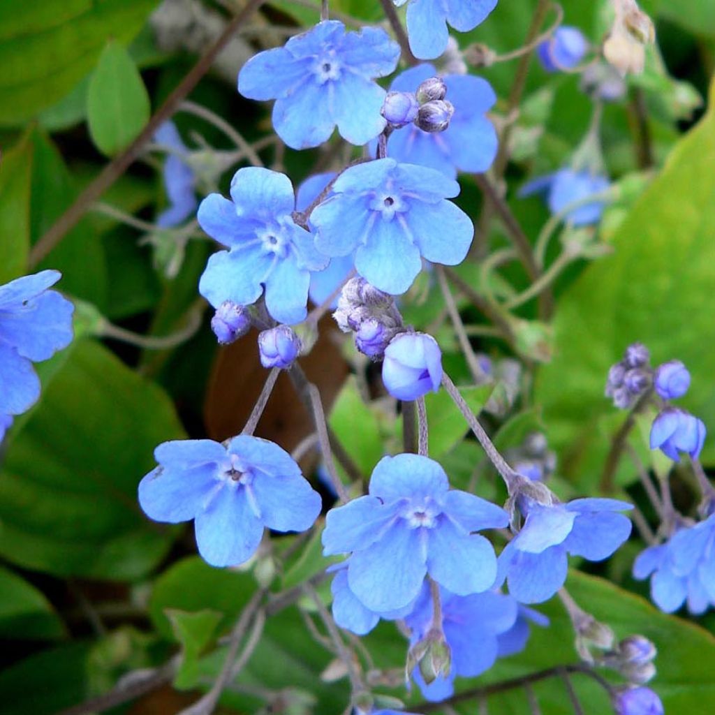 Omphalodes cappadocica